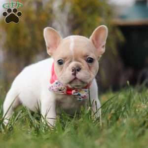 Angela, French Bulldog Puppy